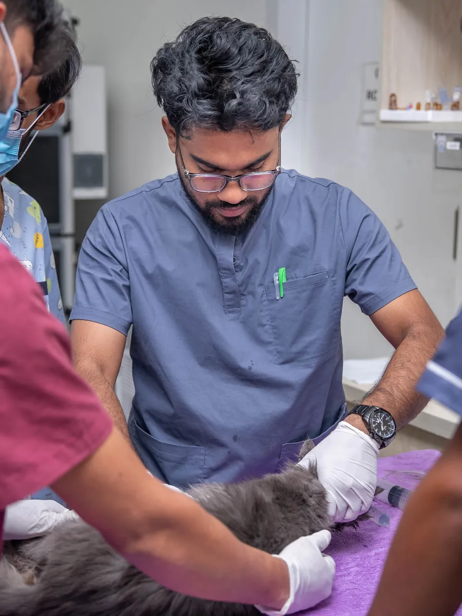 Veterinarians examining a grey long-haired cat on the treatment table