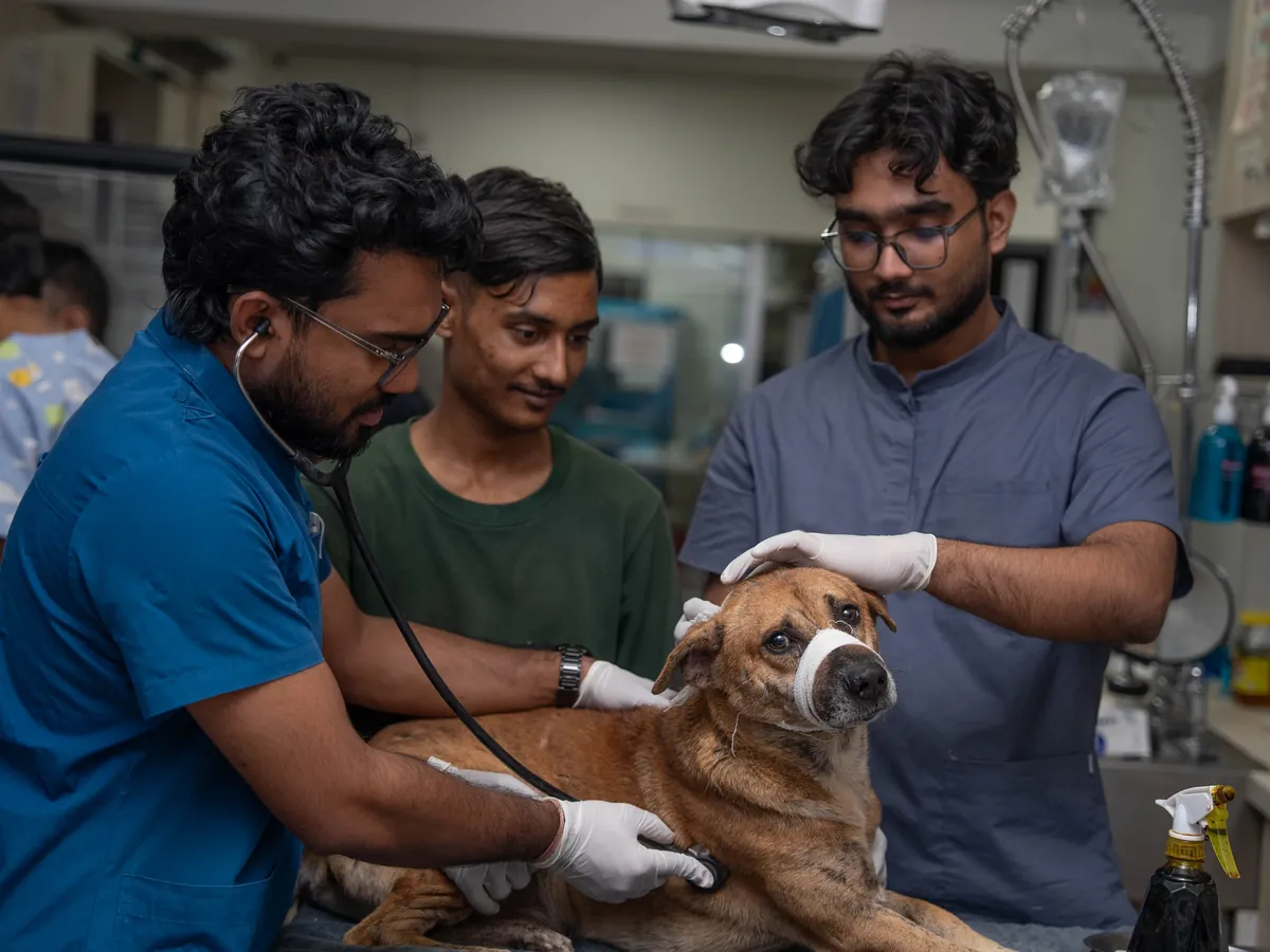 The veterinary team treating an injured dog together in the treatment room