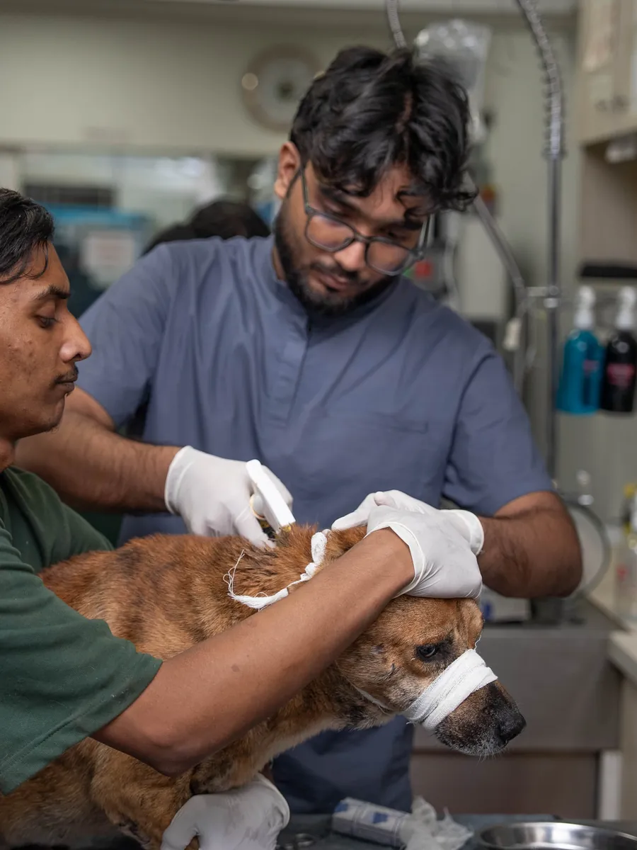 A veterinarian dressing a dog’s wounds in the treatment room