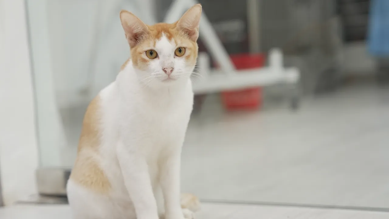 An orange-and-white cat sitting in the consultation room