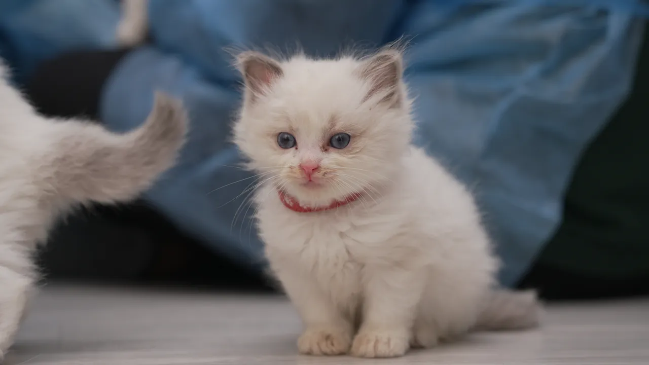 A ragdoll kitten with a red collar sitting on the clinic floor