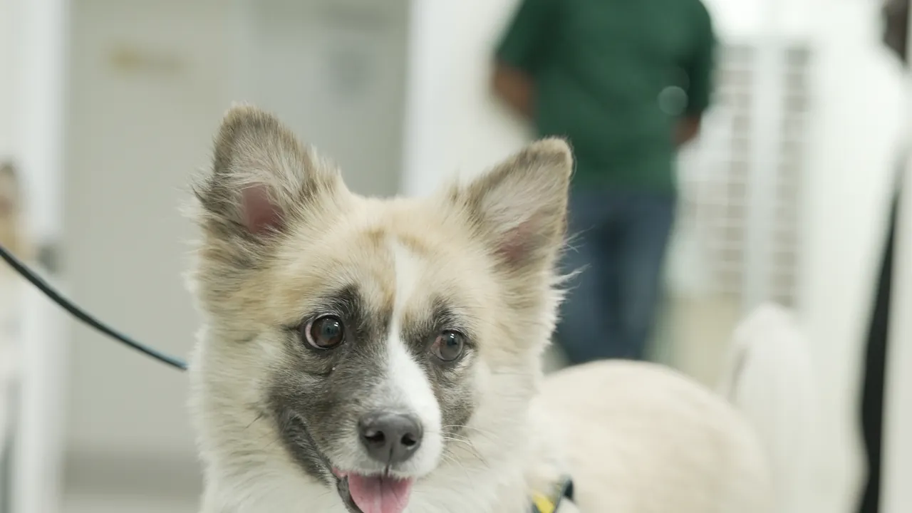 A spitz-mix dog on a harness in the hospital corridor