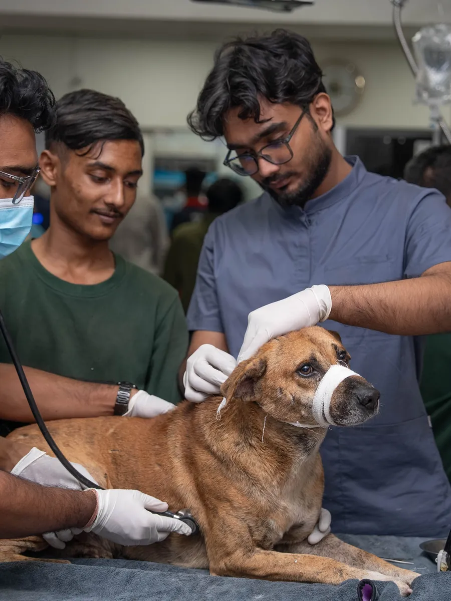 Veterinarians examining a bandaged dog on the treatment table