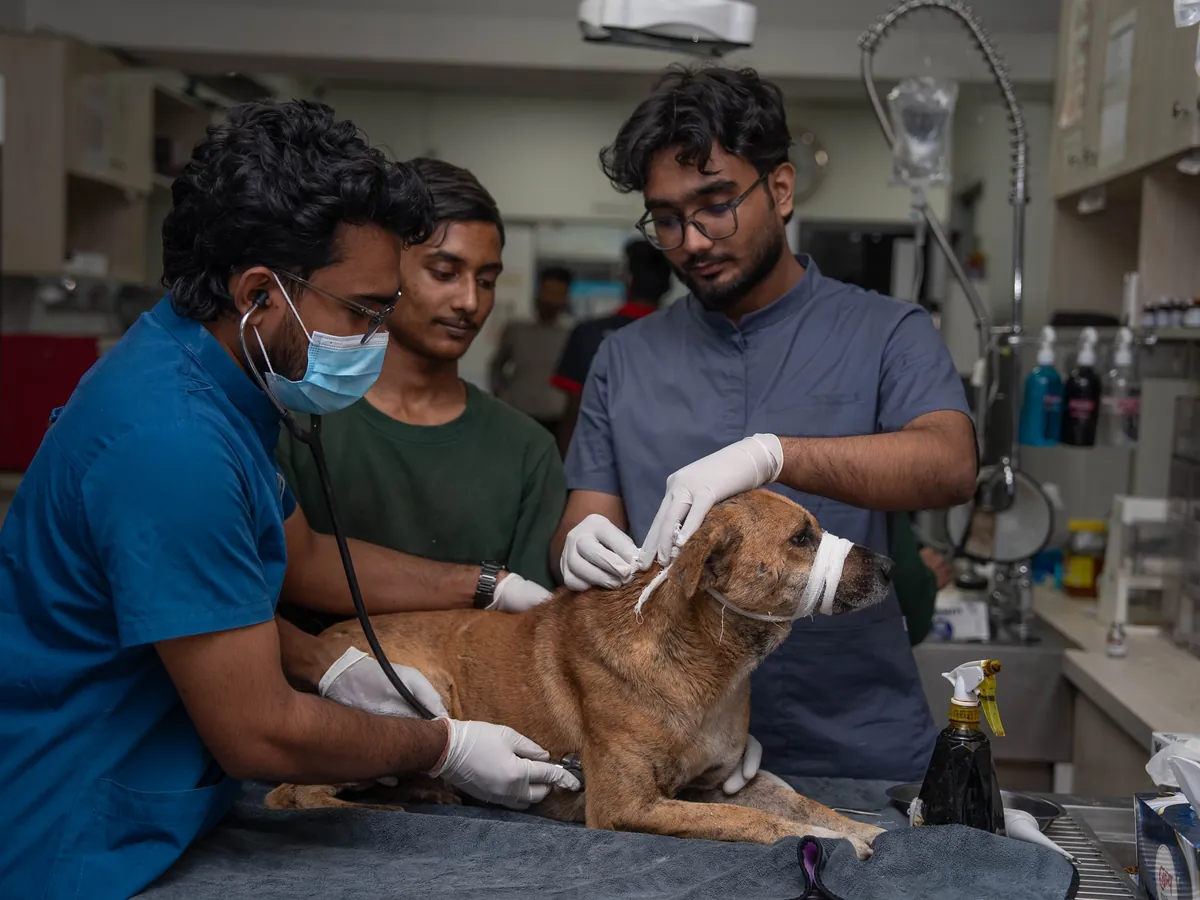 Veterinarians examining an injured dog with a stethoscope on the treatment table
